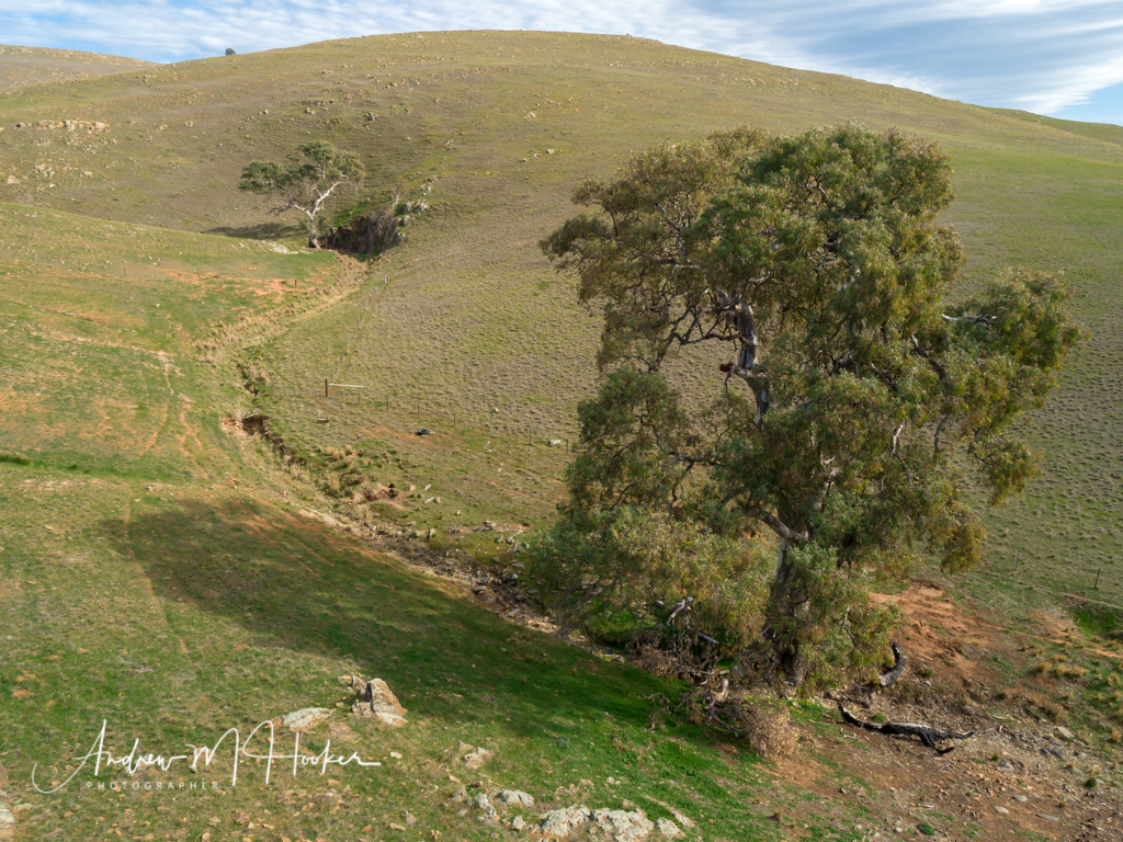 Hillside Tree